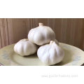 High Quality Wholesale Custom Cheap garlic